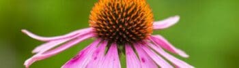 Echinacea contro raffreddore e influenza...